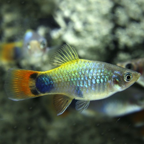 Xiphophorus maculatus - Platy blue butterfly